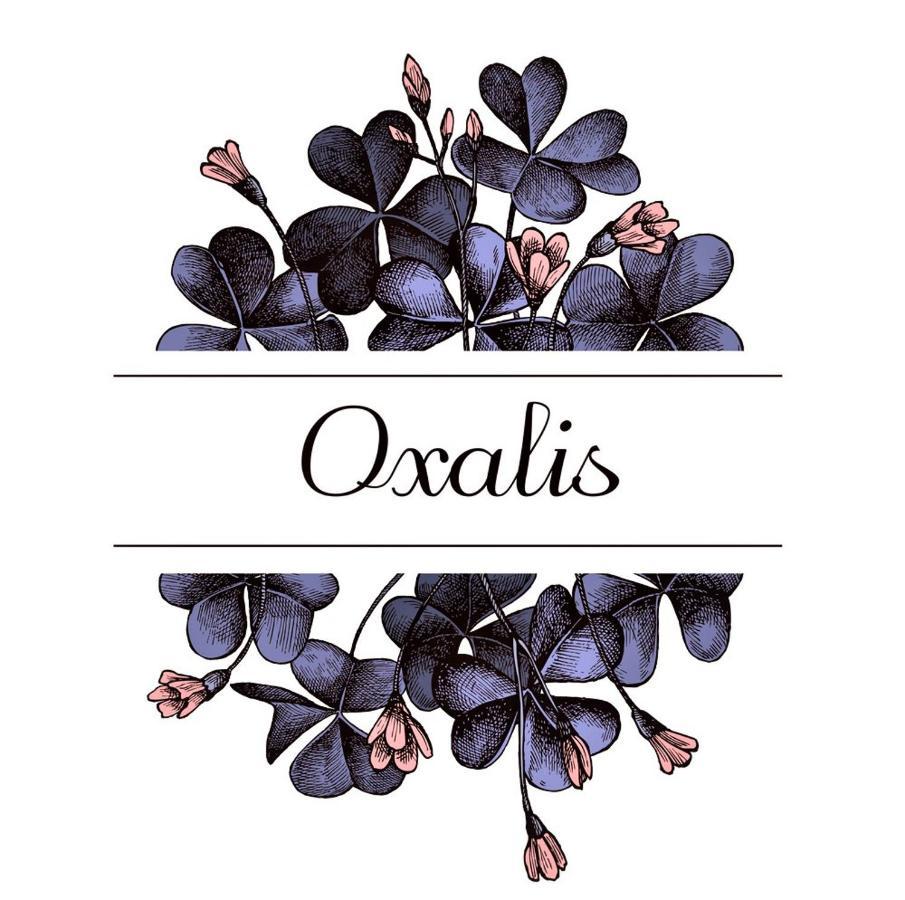 Oxalis Bolonha Exterior foto